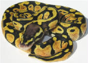 Lemon Pastel Ball Python Living Art Reptiles