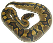 Ball Pythons Reduced Pattern (LA-Reptiles)