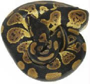 Granite Ball Pythons Living Art Reptiles.