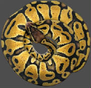 Living Art Reptiles Pastel Ball Python H for Ghost