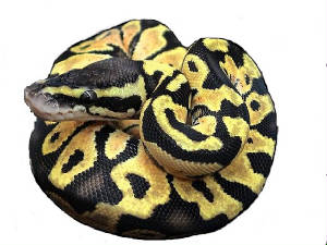 Lemon Pastels Ball Pythons Living Art Reptiles