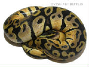 Sienna Pastel Ball Pythons Living Art Reptiles 