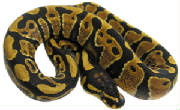 sienna yellow belly het piebald ball python
