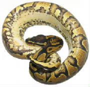 Yellow Belly Ball Pythons Living Art Reptiles