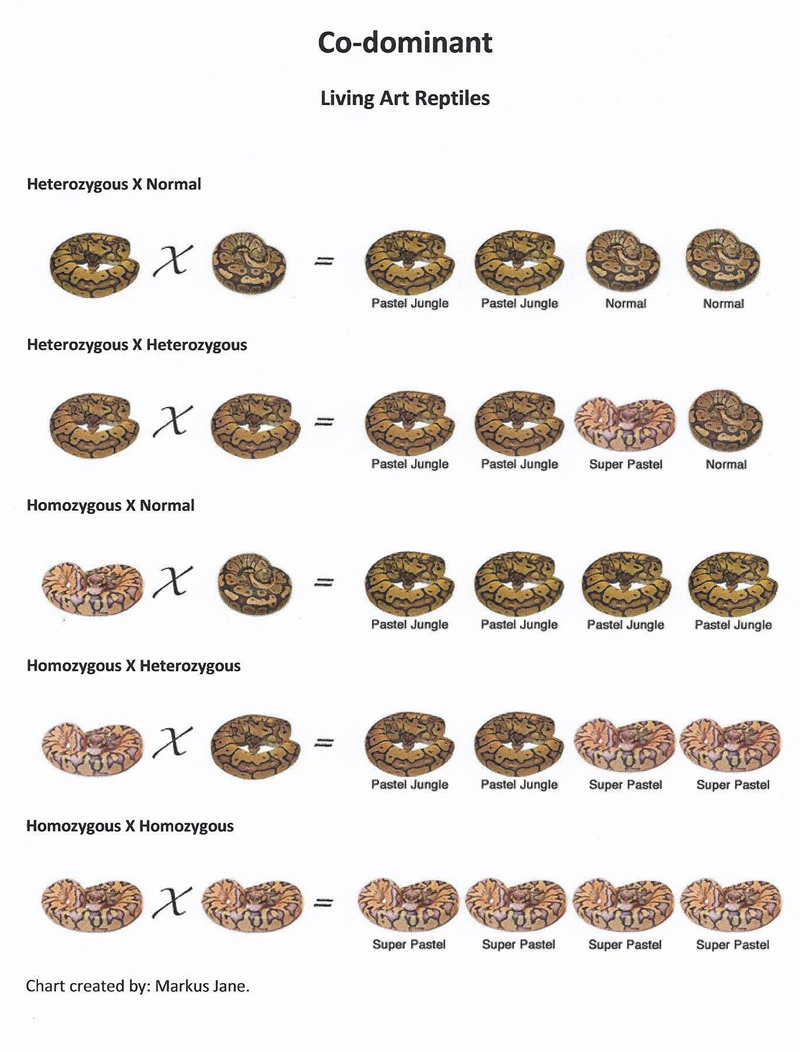 Ball Python Morph Chart