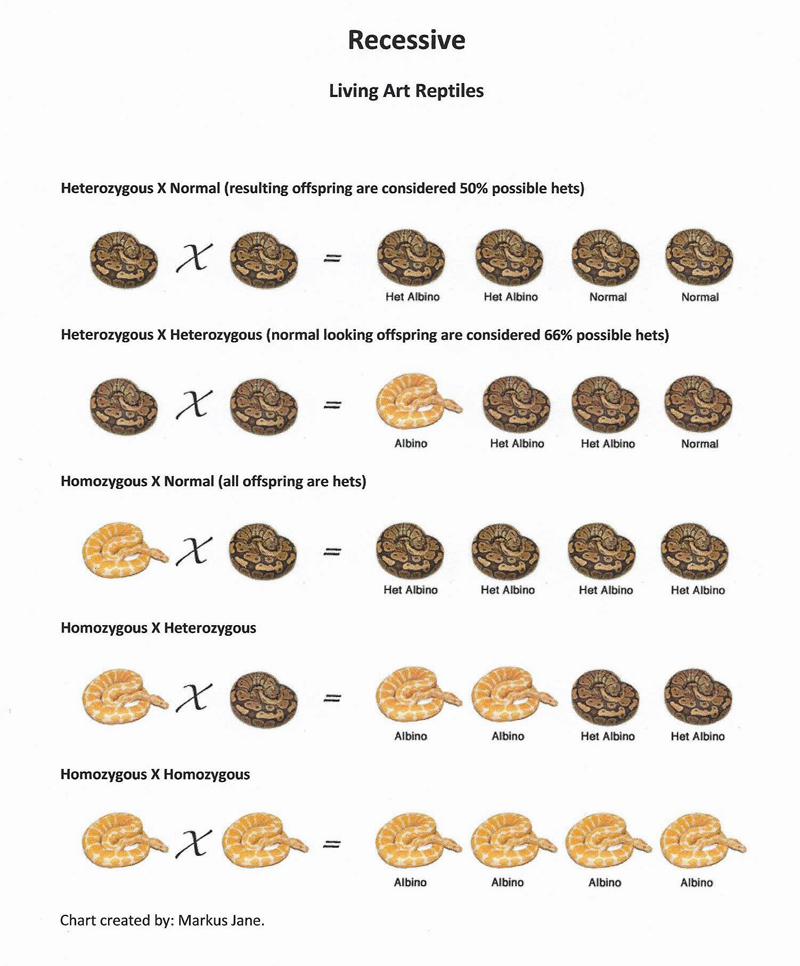 Recessive gene Ball Python chart Living Art Reptil