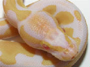 albino-living-art-reptiles.jpg