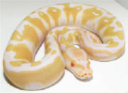 albino-living-art-reptiles-.jpg