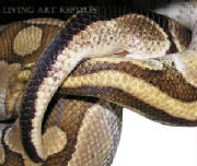 Ball pythons Breeding Living Art Reptiles