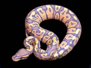 Living Art Reptiles Hypo Ball Pythons (Compel)