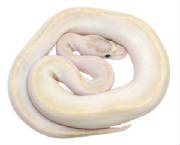 Ivory Pall Python Living Art Reptiles
