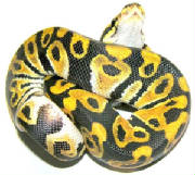 Jungle Ball Python Living Art Reptiles