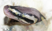 Ball Python baby hatchling egg tooth LAR
