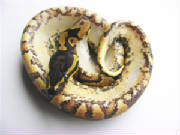 Yellow Belly Ball Pythons Living Art Reptiles