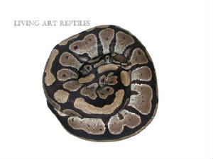 Majestic Ball Python Living Art Reptiles