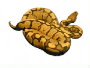 Ball Pythons Orange Ghost (Manser lin) LA-Reptiles