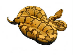 Orange Gost Ball Pythons Line from Africa L.A.R.