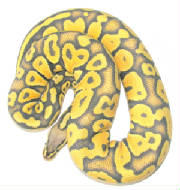 Pastel Hypo Ball Python Living Art Reptiles
