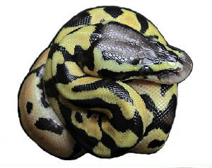 Lemon Pastels Ball Pythons Living Art Reptiles