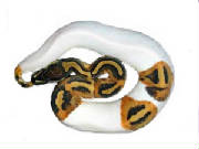 Piedbald Ball Pythons