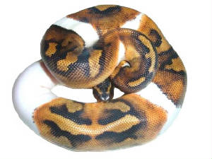 Piedbald Ball Python Living Art Reptiles