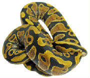Sienna Yellow Belly Ball Python Living Art Reptile