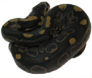 Sierra Ball Python Living Art Reptiles 2005