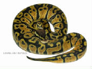 Sierra Pastel Ball Pythons Living Art Reptiles
