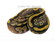 Terra Mojave Ball Python Living Art Reptiles