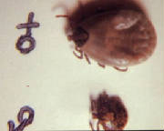 Ticks, the is the type relevant to Ball Pythons.