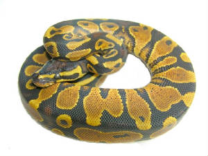 Ball Python Yellow Belly (Het Ivory) .jpg