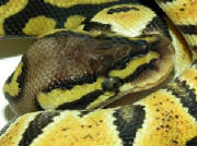 Pastel Ball Pythons Living Art Reptiles