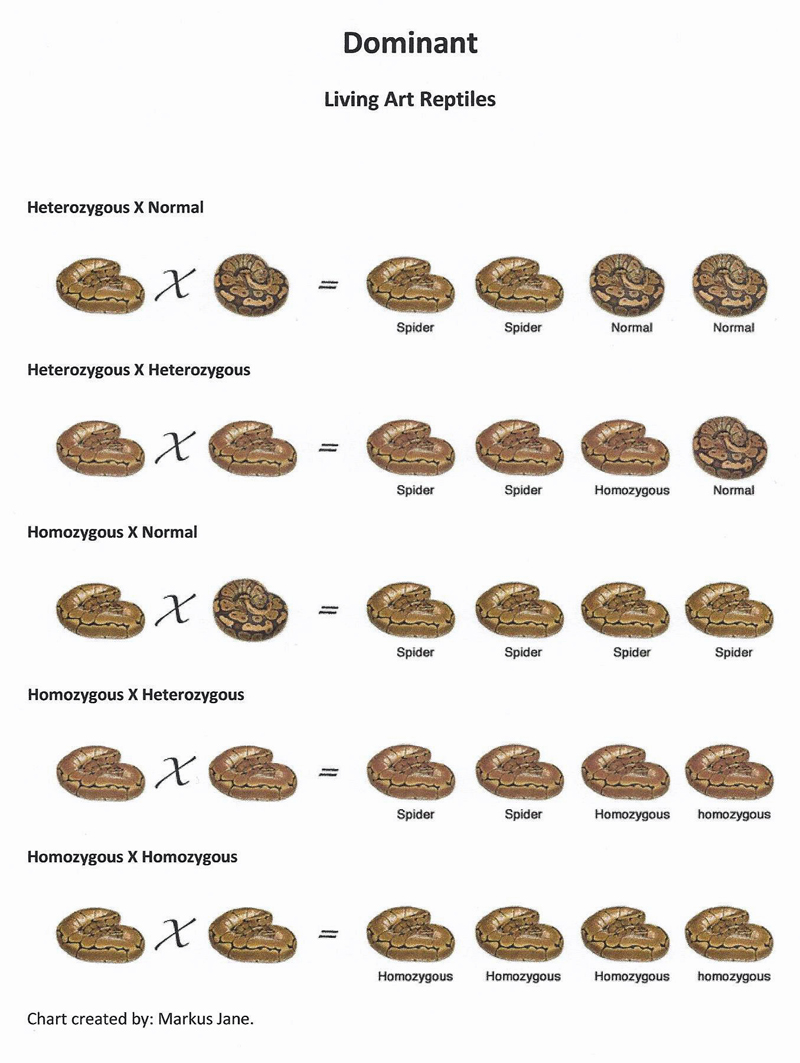 Dominant gene Ball Python chart Living Art Reptile