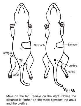 sexing baby chart